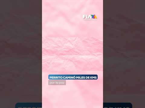 #HuellitasYRabitos | Perrito recorrió miles de kilómetros durante Marcha Por la Paz en EU