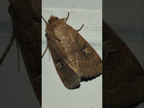 A Square-spot Rustic (Xestia xanthographa) spotted with 3 friends not shown on camera nearby