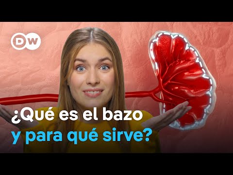 Un órgano poco conocido | ¿Qué hace exactamente el bazo?