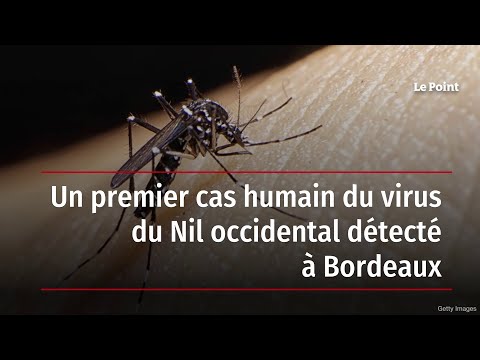 Un premier cas humain du virus du Nil occidental détecté à Bordeaux