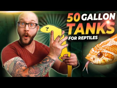 Top 5 Reptiles That Can Live in 50 Gallon Tanks FO Go to https_//tryfum.com/WICKENS or scan the QR code and use code WICKENS to get your free FÜM Topp