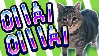 【音MAD】猫上的オイイア生活(oiia cat)