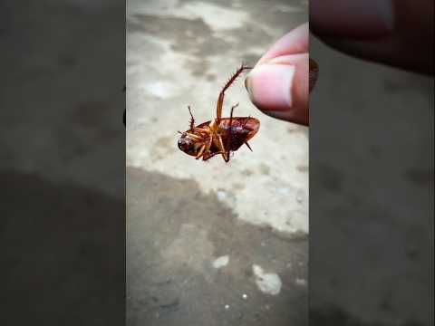when time is up cockroach dead version #shortvideo