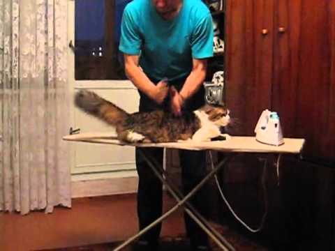 Spa dla kotów - wersja rosyjska