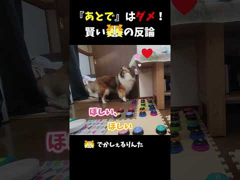 『あとで』はダメ！賢いシェルティの反論【会話ボタンでしゃべる犬】 #shorts  #dog