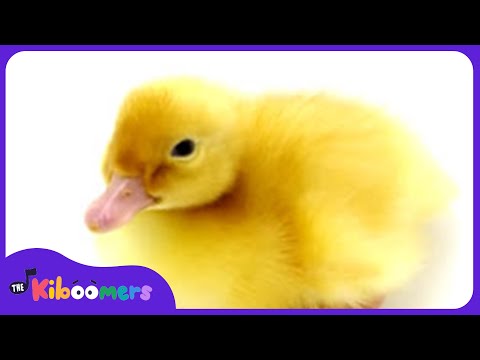Six Little Ducks Video - The Kiboomers Preschool Songs & Nursery Rhymes About Animals