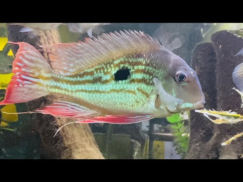 Just Geophagus One minute of some of my Geos.