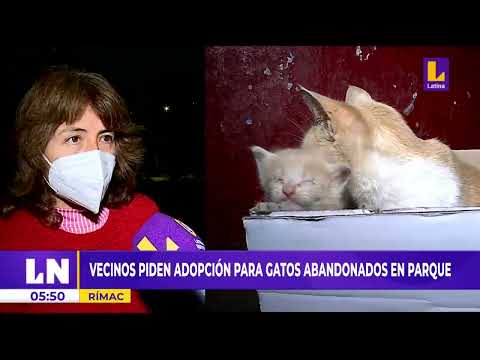 ¡ATENCIÓN!  Vecinos piden adopción para gatos abandonados en el parque Yolanda Vigil en el Rímac