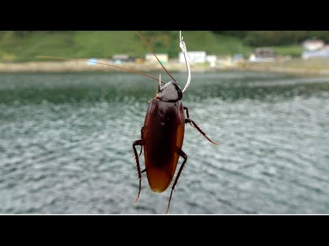 家のゴキブリを釣りエサにしたら入れ食いだった