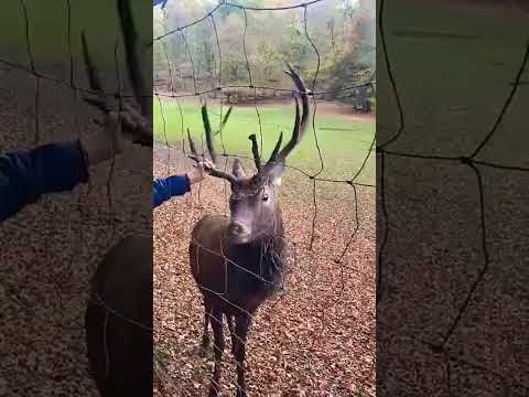 Ну ты олень 😂 #животные #animals #shorts
