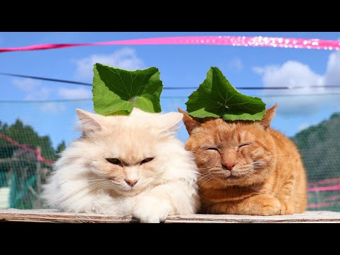 小さい蕗の葉　のせ猫　2025　250514