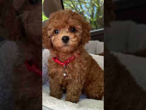 Your birth both your dog 🐕 #disney #descendants #movie #foryou #zombies4