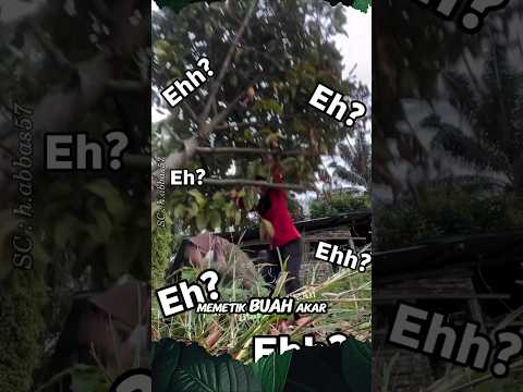 Sudah Jatuh Tertimpa Pohon #shorts #panen #buah