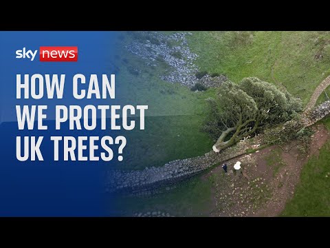 How do we protect Britain's trees?