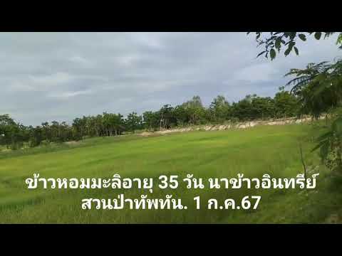 นาข้าวทัพทัน1ก.ค.67