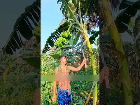 Why the Banana Tree Is Cut After Picking 😳