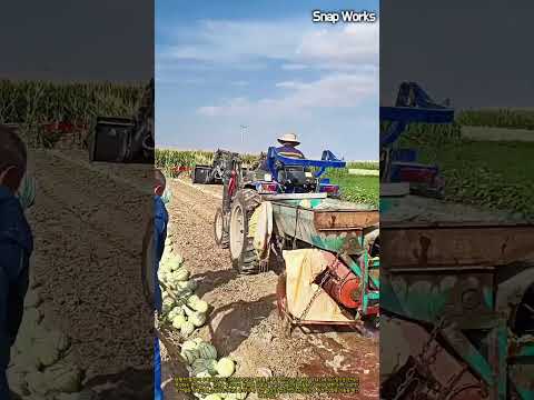 트랙터 견인식 채종 분쇄기를 활용한 대량 박과류 씨앗 추출 공정 #worker #process #machinery #seedharvest #farmwork