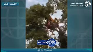 لبوه تهاجم فهد