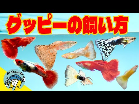【アクアリウム】グッピーの基本を学びたい(増えるの?種類はどんなのがいるの?飼い方は?グッピー博士に聞いてみよう)