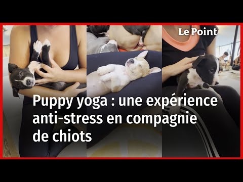 Qu'est-ce que le puppy yoga ?