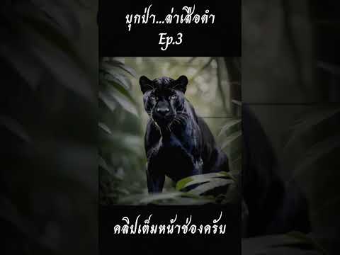 บุกป่า...ล่าเสือดำEp.3เล่าเร