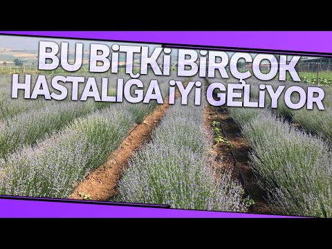 Lavantalı Doğal Ürünlerin Birçok Faydası Bulunuyor