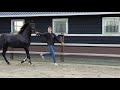 حصان الفروسية Talentvol 4 jarig sportpaard