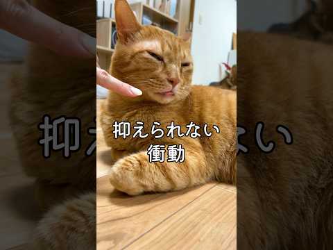 珍しく舌をしまい忘れたまるとらの貴重なシーン🤭#保護猫