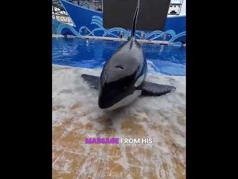 His Favorite <strong>Spa</strong> Day! 😮🐋