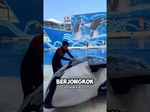 pria ini mengira lumba lumba nya sudah mati ‼️#shorts