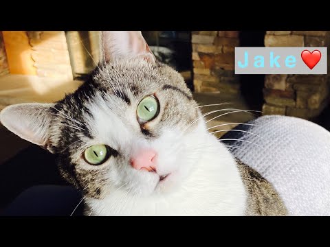 Chase Me Meowy & Photoshoot Challenge with My Rescue Cats