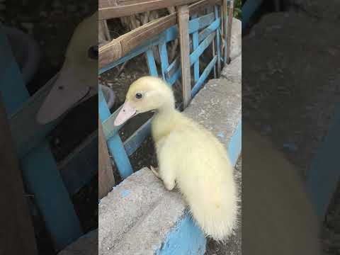 bebek kecil yang lucu #duck #ducklingspro #cuteduck #cuteanimals #anomaliviral #funny #animals
