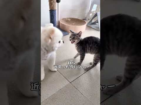犬と距離を縮めたい子猫のちょっと不器用な愛情表現#shorts#保護猫 #子ネコ