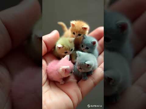 Cutest kitten in the world #cat #catlover #kitten #pets