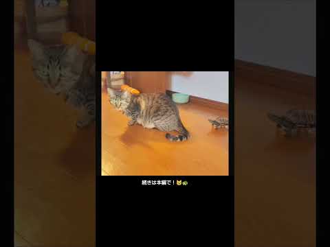 猫になりたいスケボー亀【A skateboarding turtle who wants to be a cat】