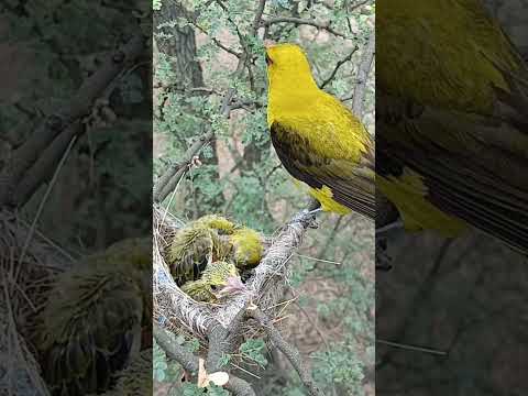 Cute Baby Eurasian Golden Oriole Moments (p 5) #shorts