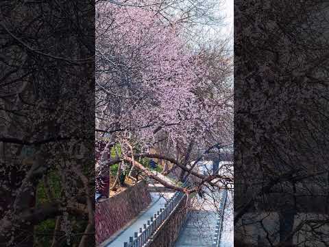 Zhengzhou's spring is painted in flowers at Zijingshan Park. Don't miss the bloom! 🎨🌷 #Zhengzhou