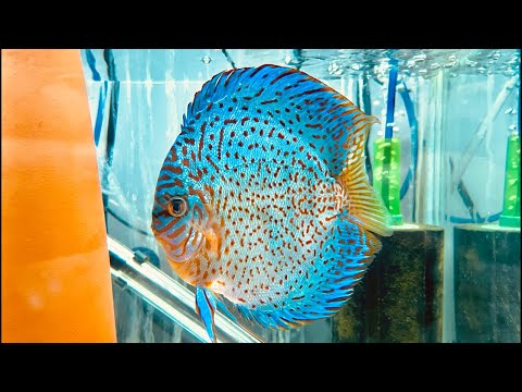Fish Room updates and Live feeding Join this channel to get access to perks_
https_//www.youtube.com/channel/UCv3_3wHio3yMbwAbOp06blw/j