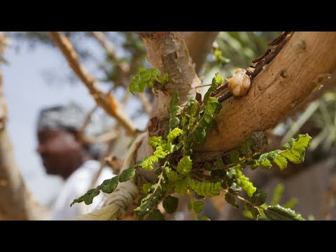 Watch: Exploring a frankincense museum in Oman – A witness to the ancient Silk Road