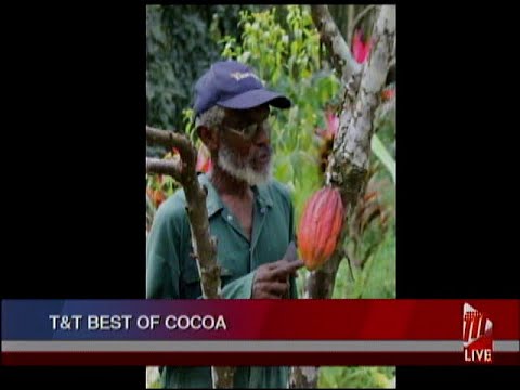 T&T Best Of Cocoa