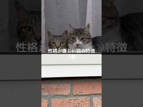 猫の動画サムネイル - 性格が優しい猫の特徴3選 #猫 #ねこ #猫のいる暮らし #ねこのいる生活 #保護猫 #猫好きさんと繋がりたい #猫動画 #猫のいる生活 #猫好き #猫との暮らし VOICEVOX:ずんだもん