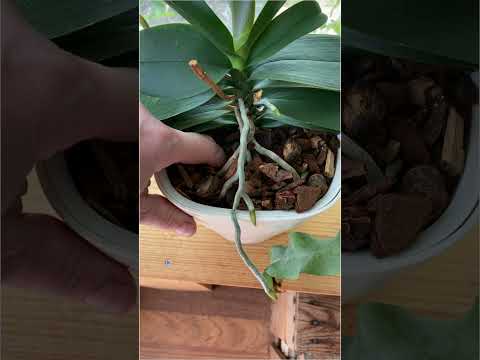 3Tipps für reich blühende Orchideen🌸