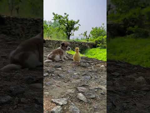 The dog and its friends #cutepets #dogs