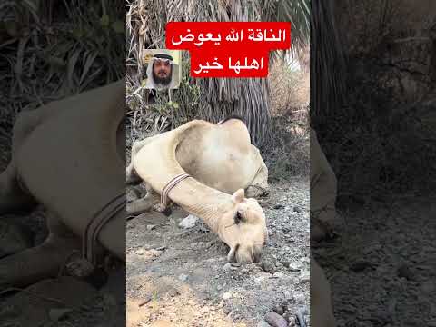 الناقة الله يعوض اهلها خير-اكتب سبحان الله في التعليقات صلي على سيدنا ونبينا محمد واشتراك واعجاب نشر