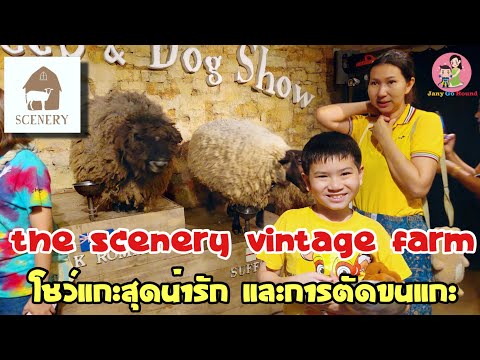 TheScenerySheepfarm:การแสด