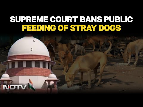 Supreme Court News | Supreme Court On Stray Dogs Verdict: "Feeding Dogs In Public Is Not Allowed"