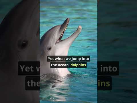 🤔 Are Dolphins Smarter Than Dogs? #shorts #dolphins #dog #dogshorts