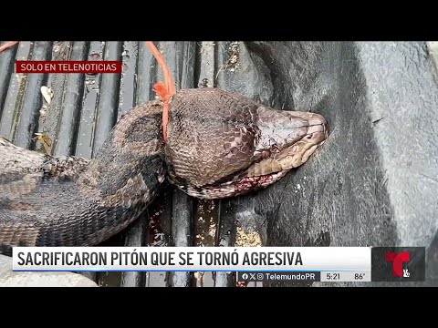 Inmensa pitón reticulada mata a una oveja en Cidra