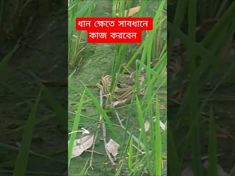 রাসেল ভাইপার #wildliferescue #kingcobra #viral