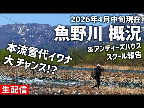 雪代イワナ、大チャンス!?魚野川 概況【生配信】2026.04.13